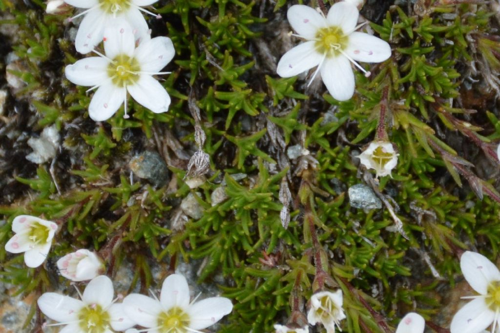 Sabulina verna (ex Minuartia verna) e Minuartia recurva